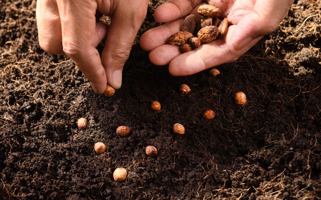 The Power of Planting Seeds